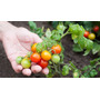 Segunda imagen para búsqueda de planta de tomate