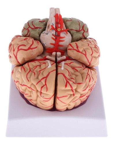 Modelo De Anatomía Del Cerebro Humano Anatómico Médico