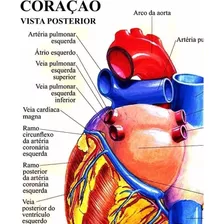 Poster Coração Humano 65x100cm P/ Ornamentar Consultório Xxxx Plastificado