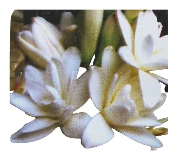 Bulbo Angélica (polyanthus Tuberosa)