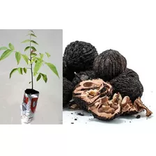 Planta De Nogal La Nuez Negra Arbol Venta En Ecuador