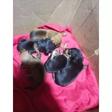 Cachorros Pincher Doberman Miniatura 100%