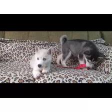 Cachorros Siberianos Husky 