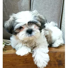 Shihtzu Mini Excelente Calidad