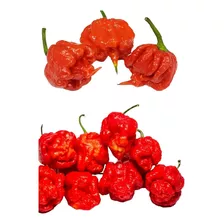 Sementes Pimenta Trinidad Scorpion + Carolina Reaper 100 Und