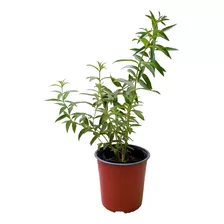 Planta Plantas Aromáticas Medicinales