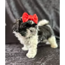 Shih Tzu Cachorros Shih Tzu Miniatura