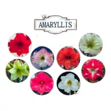 Bulbos Flores Amarilis Amaryllis Açucena A Sua Escolha 