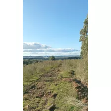 Campo Venta Forestal Lavalleja Parque Salus Minas