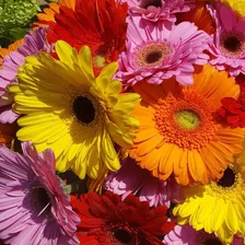 Semillas De Gerbera Variadas