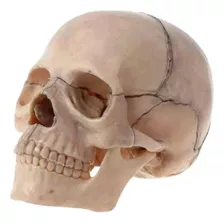 Cráneo Desmontado Modelo Anatómico 15 Piezas 