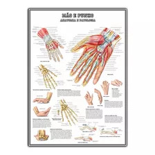 Mapa Mão E Punho Anatomia 65x100cm Medicina Poster S/ Dobras