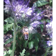 Semillas De Flores Phacelia (alegría De Las Abejas) X 100 U