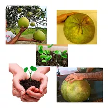 Sementes Laranja Da Terra Gigant De Brinde + Outras P/ Mudas