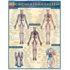 Lámina Del Sistema Circulatorio En Inglés