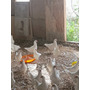 Primera imagen para búsqueda de gallinas ponedora