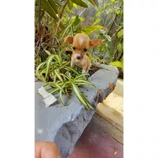 Chihuahuas Hembras 