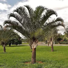 20 Sementes De Palmeira Triangular Limpas Prontas P Plantio