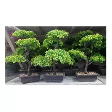 Bonsai Artificial 25cms De Alto