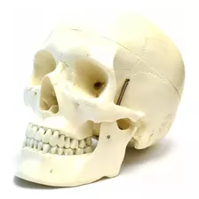 Modelo Anatómico Del Craneo Humano Sin Cerebro