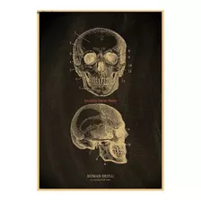 Poster Anatomia Crânio Humano Ilustração Dupla