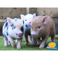 Mini Pigs, Irresistibles Y Tiernísimos, Preciosos, A Msi!