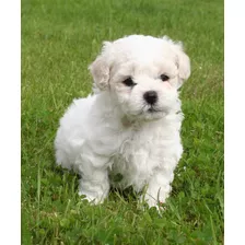 French Poodle, Caniche