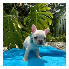 Bulldog Frances Dorado Fawn Crema Cali Medelin Bogota 