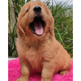 Cachorros Golden Retriever Pedigri Vacunas Tienda De Mascota