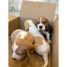 Beagle Filhotes 