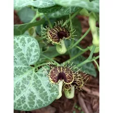 Semillas De Enredadera Flor De Patito Aristoloquia X 30 Unid