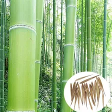 Semillas De Bambú Moso Gigante Autenticas Envío A Todo Chile