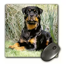 3drose 8 X 8 X 0.25 Inches Mouse Pad, Rottweiler (mp_500_1)