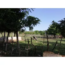 Finca Agrícola Con 265 Tareas.