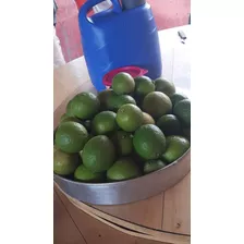 Como Cultivar Limão Taity