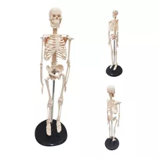 Esqueleto Humano Para Estudo Anatomia 45cm