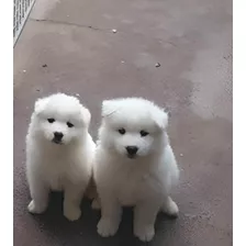Cachorros Samoyedo Puros