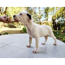 Cachorro Dogo Argentino Fca