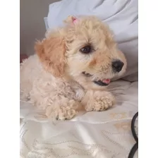 Poodle Puro Fêmea 3 Meses Desverminada 