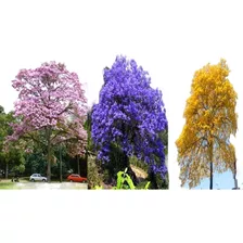 Arboles De Guayacan Primavera Rosa, Amarillo Y Morado