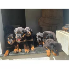 Filhotes Da Raça Rottweiller