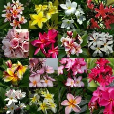 Semillas De Plumeria O Flor De Mayo Mix Colores