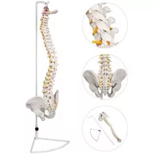 Modelo Columna Vertebral Tamaño Real Nervios Espinales 