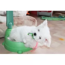 Cachorros Bichon Maltes Raza Pequeña Para Departamento