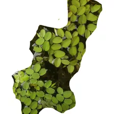 Salvinia - Planta Acuática