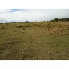 Vendo Esta Finca De 784 Tareas En Guerra Santo Domingo Este