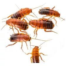 Cucaracha Red Runner (100 Unidades)