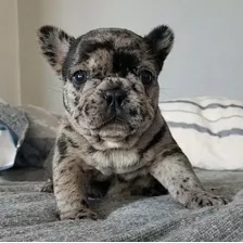 Bulldog Francés Hembras Vaquita, Negra, Black Y Blue Merle 