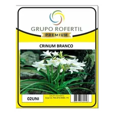 Flores - Crinum - Bulbos - 02 Unidades
