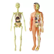 Simulação Modelo De Esqueleto Humano Modelo De Anatomia Do C